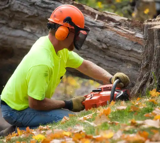 tree services South Laurel